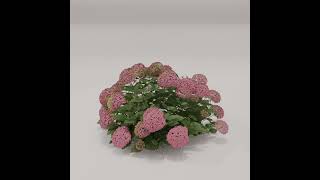Blooming Hydrangea Animation – Procedural 3D Plant - Geometry nodes #flowers #blender #geometrynode