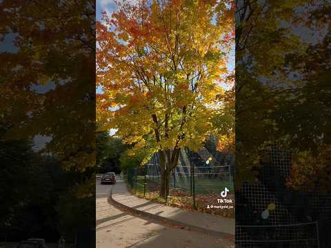 Коли падає листя — прокидаються мрії. When leaves fall, dreams awaken. #осінь #autumn #autumnvibes