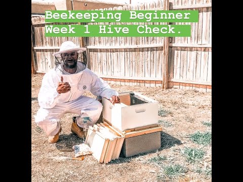 1st Week Hive Check