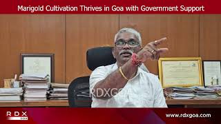 Marigold Cultivation Thrives in Goa with Government Support