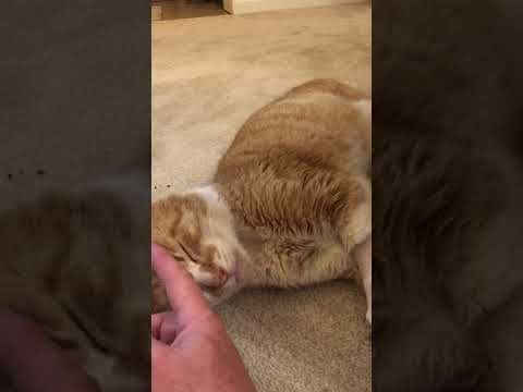 Rusty purring...