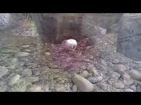Skull headbanging in Nevada.