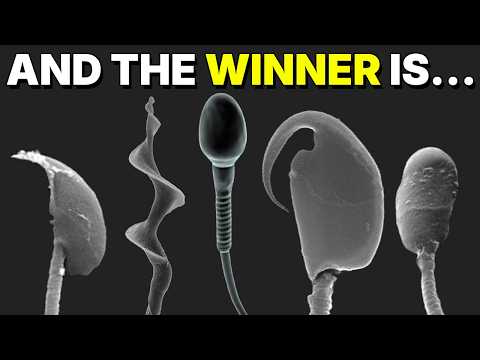 The Impressively Strange World of Sperm Competition