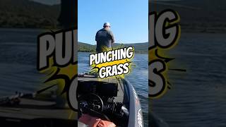 Punching grass and catching bass!