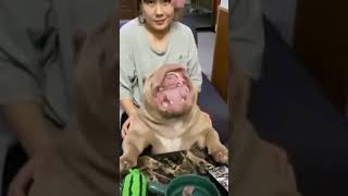 American #micro bully dog epic fail #shorts