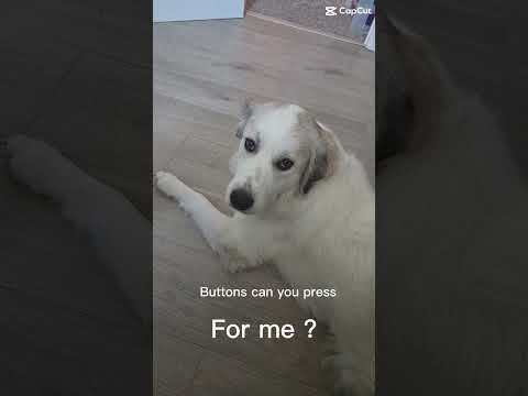 How many buttons can you press? 