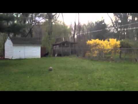 Booker going after a wild turkey