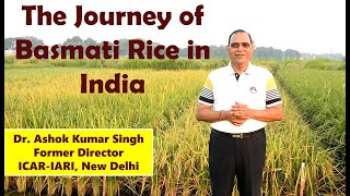 The Journey of Basmati Rice in India: Dr. Ashok Kumar Singh, Former Director, ICAR-IARI, New Delhi