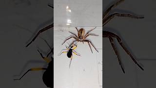 Spider vs Assassin Bug #animals