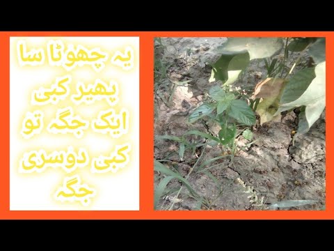 allah ki qudrat | allah ki qudrat ka karishma | allah ki qudrat video | allah ki qudrat real video 3