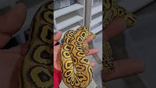 You know what it is🤘😆 #hurricaneeverything #joinreptiles #pythonregius #ballpython #exotics #pets