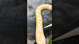 Albino Het Pied Ball Python #shorts #royalpythons