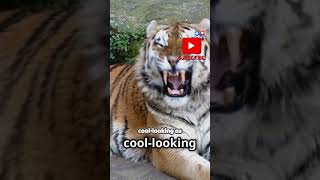 Why Sabertooth Tigers Had Weaker Bites Than You Think