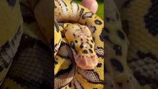 Pastel Clown Het Pied Ball Python