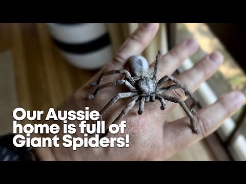 Our Aussie home is full of Giant Spiders.