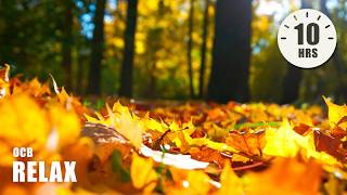 10 Hours of Relaxing Music - Sleep Music, Cello & Piano Music for Stress Relief (Zoe)