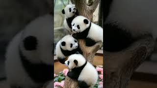 | Cute & Calm Moments | #SoftVibes”#ssoftvibeco #cutepanda#healingvibes#Relaxing