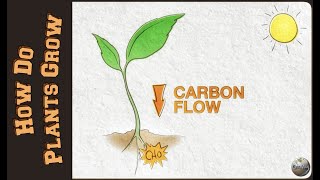 How Do Plants Grow