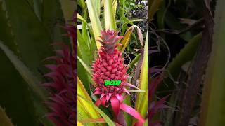 Pineapples Don’t Grow the Way You Think