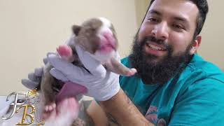 Week 1 Update!! New Puppies!