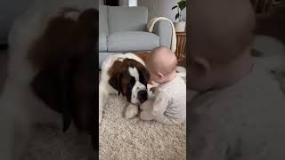 Santo bernardo, el guardian de mi bebe  #viral #cachorrosdivertidos  #humor #viraltech #perritos