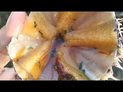 LETS EAT SEA URCHIN