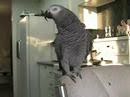 Beatboxing Parrot!