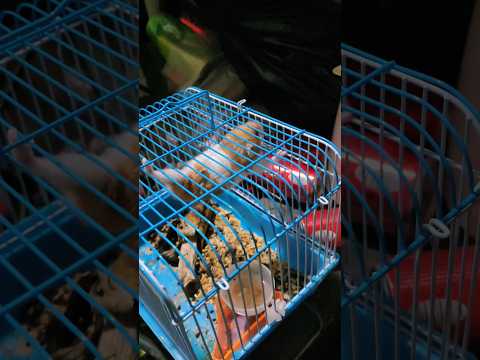 বিড়ালের খাবার ইঁদুর যখন খাচায় বন্দি থাকে। হাজার থেকে বের হওয়ার জন্য ইঁদুর  কত ছটফট না করতেছে।
