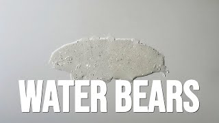 Tardigrades: The Indestructible Micro-Animals