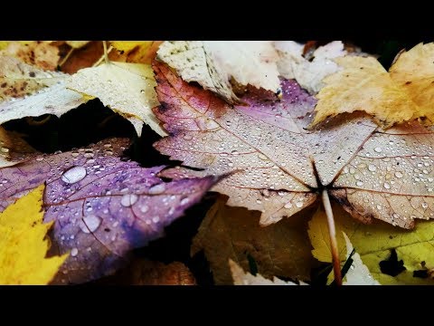 Fall in Vancouver BC - Etude with Beautiful Maple Leaves with Raindrops