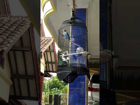 LOVEBIRD DOHDOY FIGHTER GACOR...!!