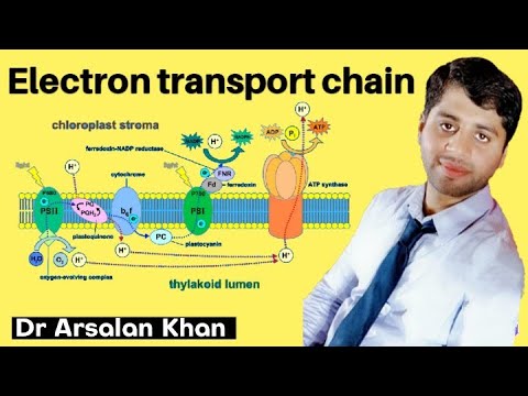 Electron Transport Chain | Electron Transport System | Respiration | Aerobic Respiration | ATP synth
