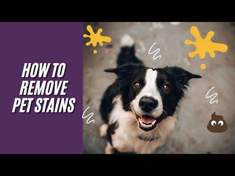 How to Remove Pet Stains On Carpet And Upholstery