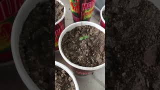 Day 3 #earlystage #grow