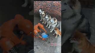 What a good bunch of kids. #petrobot #ai #robot #pets #dog