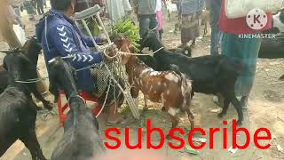 আজকের হাটে ছাগলের দাম জানুন। ধাপের হাট। পানির দামে পাওয়া যাচ্ছে ছাগল।।তোতা পুরি ছাগল।