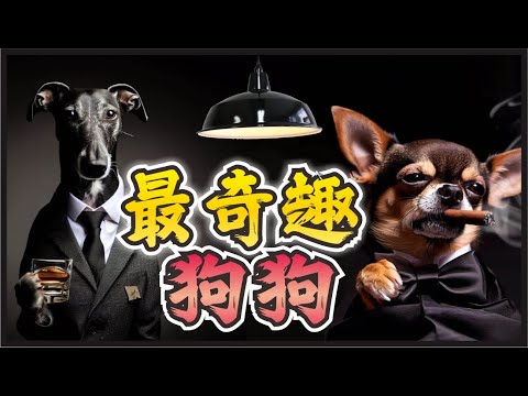 🐶世界上最奇趣的狗，有的擁有比馬還大的體型，有的擁有和巨星成龍一樣的身家！#世界之最#寵物#萌宠#柯基犬#狗世界#最大的狗#世界最小的狗#世界最高的狗#世界十大#腦洞罐頭廠#脑洞大开#冷知识#地球之最