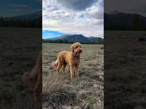 Peaceful Hike with my Dog #calm #dog #nature #hiking #views