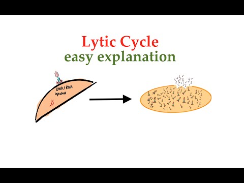 Virus Lytic cycle (#2)
