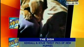 Dog drama in Hollywood