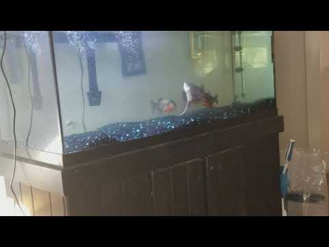 Pirahana feeding time