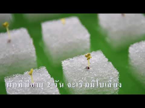 ชุดปลูกผักไฮโดรโปนิกส์ จากขวดพลาสติก พลังงานแสงอาทิตย์ ทีม H2R (Hydroponic Reduce Reuse)
