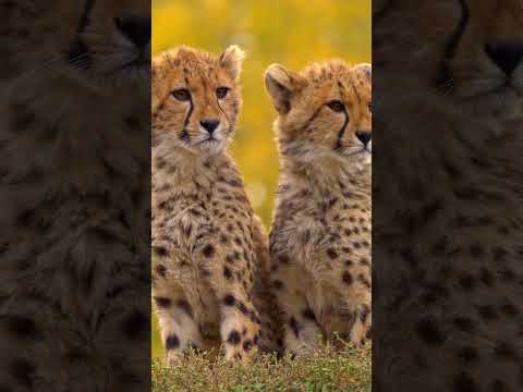 Juvenile cheetah siblings & Emotional music #shorts #animals