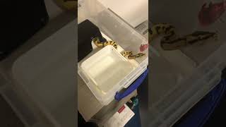 Baby ball python feeding #shorts