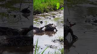 Python vs Turtle! 🐍🐢 #shorts