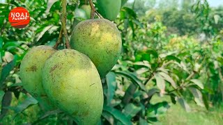 Australian Farmers Produce Thousands Of Tons Of Mangoes This Way - Australian Farming2023