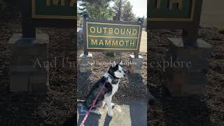 The best dog friendly hotel in Mammoth #dogfriendlytravel #mammothlakes #shortvideo #shorts #dogs