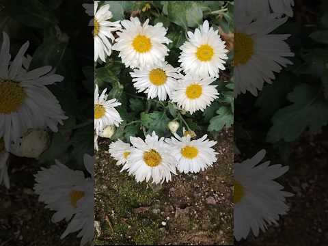 #Beautiful flowers garden🫶🏼#flowers #like #subscribe