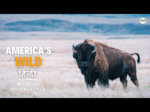America's Wild, Summer - हिन्दी डॉक्यूमेंट्री | Wildlife documentary in Hindi