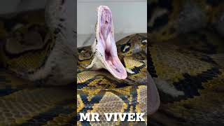 Beautiful reticulated python.#python #snake #animalspets #shorts #shortsvideos #shortsfeed #trending